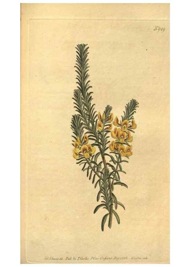 Reproducción/Reproduction 10594818413: Curtis's botanical magazine.. London ;New York [etc.] :Academic Press [etc.]