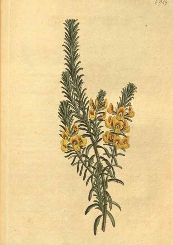 Reproducción/Reproduction 10594818413: Curtis's botanical magazine.. London ;New York [etc.] :Academic Press [etc.]