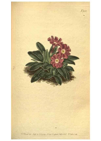 Reproducción/Reproduction 10594541334: Curtis's botanical magazine.. London ;New York [etc.] :Academic Press [etc.]