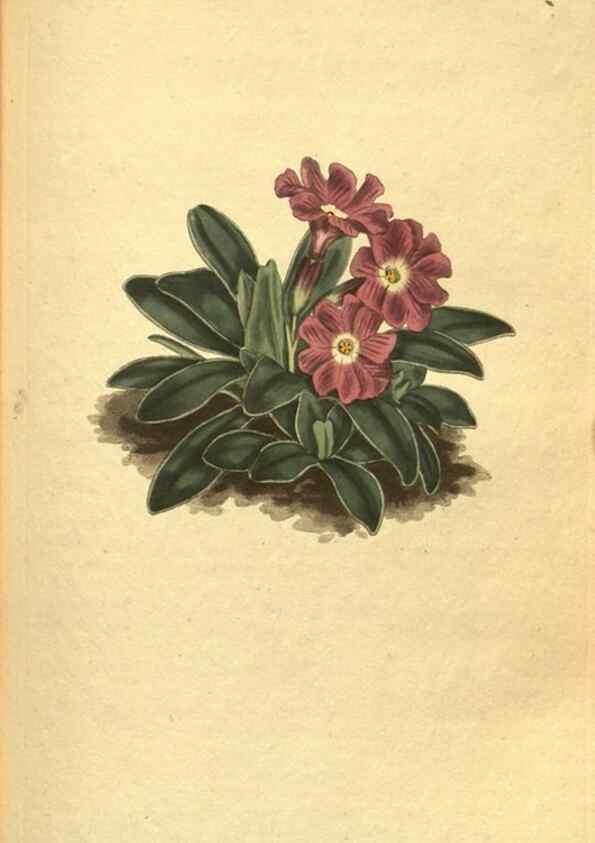 Reproducción/Reproduction 10594541334: Curtis's botanical magazine.. London ;New York [etc.] :Academic Press [etc.]