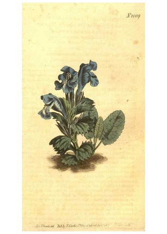 Reproducción/Reproduction 10596108186: Curtis's botanical magazine.. London ;New York [etc.] :Academic Press [etc.]