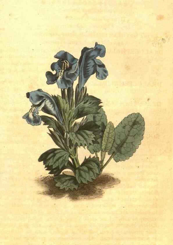 Reproducción/Reproduction 10596108186: Curtis's botanical magazine.. London ;New York [etc.] :Academic Press [etc.]