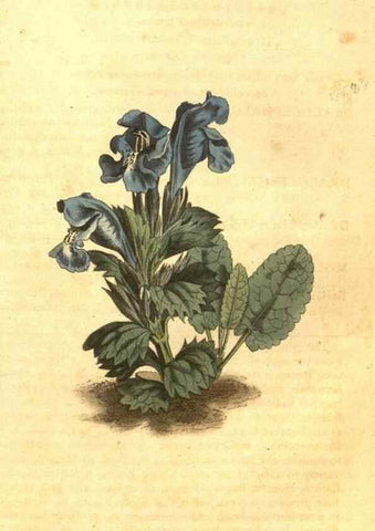 Reproducción/Reproduction 10596108186: Curtis's botanical magazine.. London ;New York [etc.] :Academic Press [etc.]