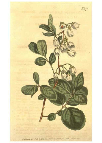Reproducción/Reproduction 10595895433: Curtis's botanical magazine.. London ;New York [etc.] :Academic Press [etc.]