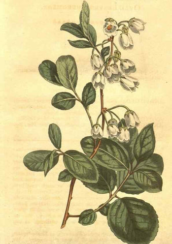 Reproducción/Reproduction 10595895433: Curtis's botanical magazine.. London ;New York [etc.] :Academic Press [etc.]