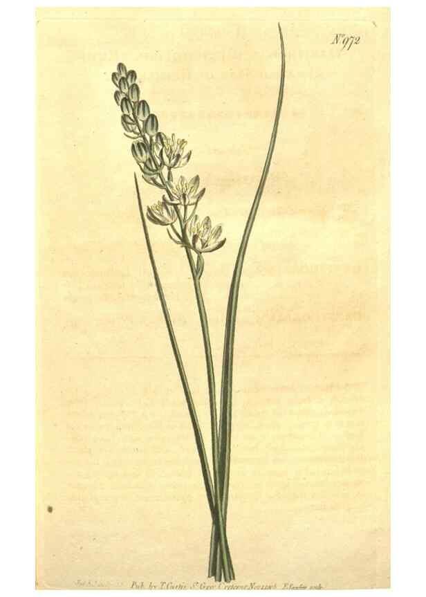 Reproducción/Reproduction 10595671954: Curtis's botanical magazine.. London ;New York [etc.] :Academic Press [etc.]