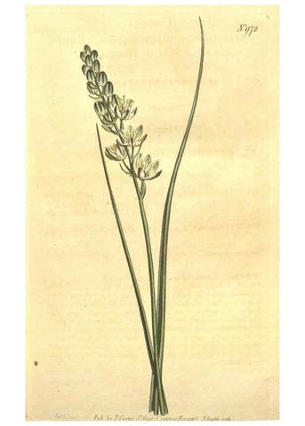 Reproducción/Reproduction 10595671954: Curtis's botanical magazine.. London ;New York [etc.] :Academic Press [etc.]