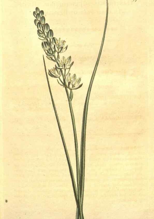 Reproducción/Reproduction 10595671954: Curtis's botanical magazine.. London ;New York [etc.] :Academic Press [etc.]