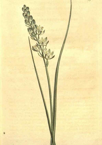 Reproducción/Reproduction 10595671954: Curtis's botanical magazine.. London ;New York [etc.] :Academic Press [etc.]
