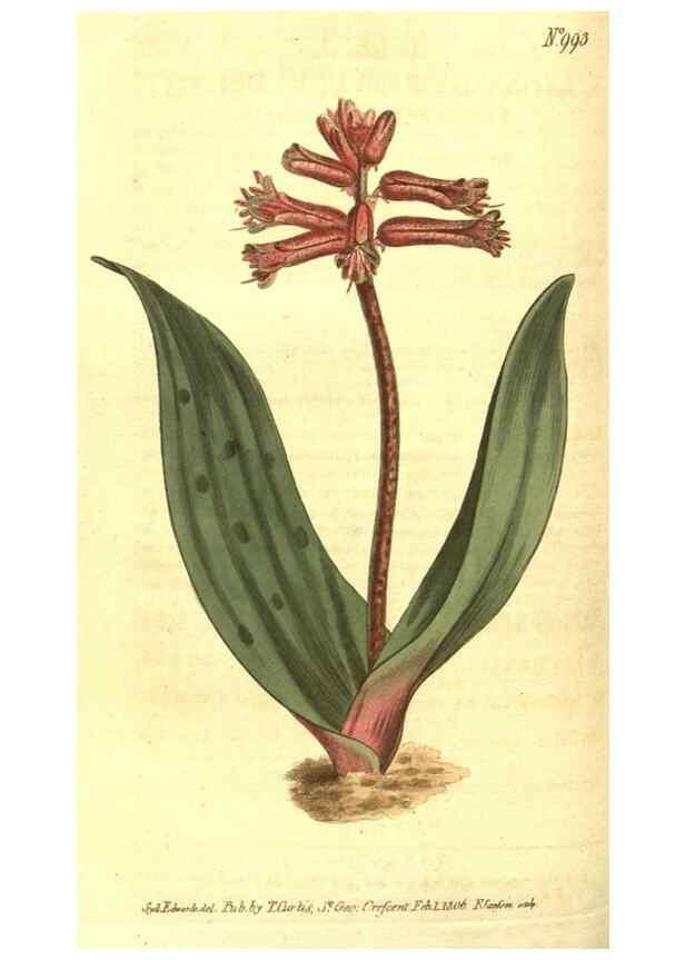 Reproducción/Reproduction 10596042796: Curtis's botanical magazine.. London ;New York [etc.] :Academic Press [etc.]