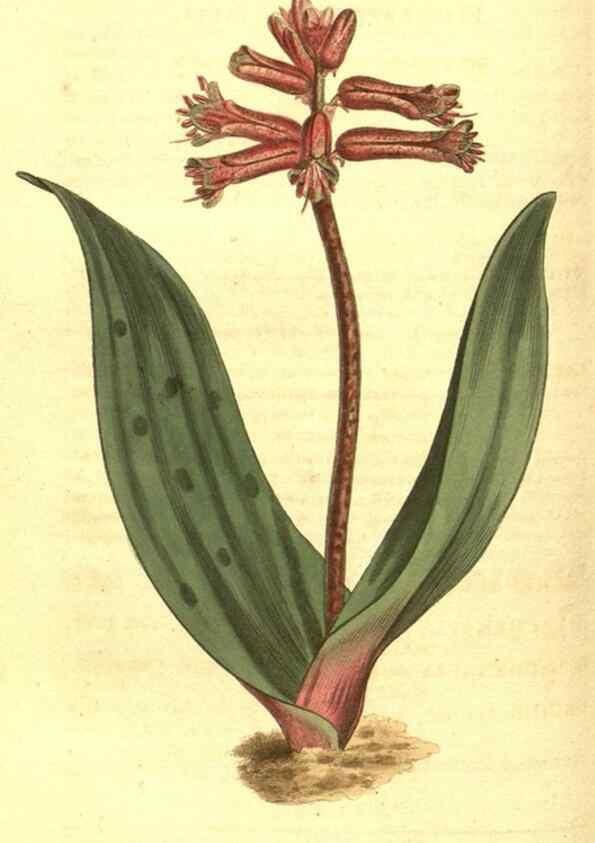 Reproducción/Reproduction 10596042796: Curtis's botanical magazine.. London ;New York [etc.] :Academic Press [etc.]