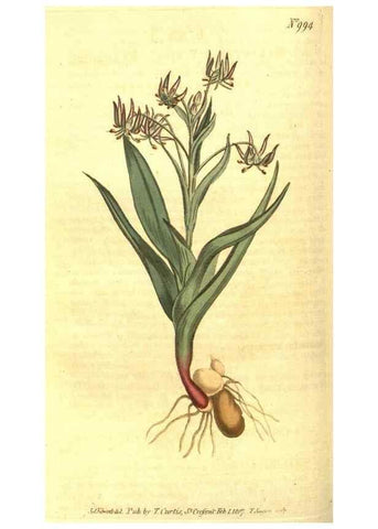 Reproducción/Reproduction 10596036785: Curtis's botanical magazine.. London ;New York [etc.] :Academic Press [etc.]