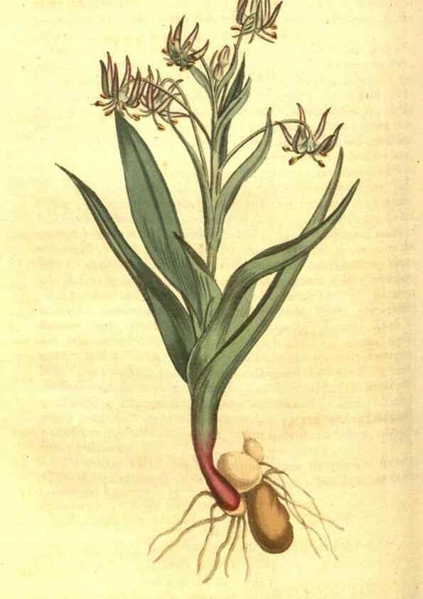 Reproducción/Reproduction 10596036785: Curtis's botanical magazine.. London ;New York [etc.] :Academic Press [etc.]