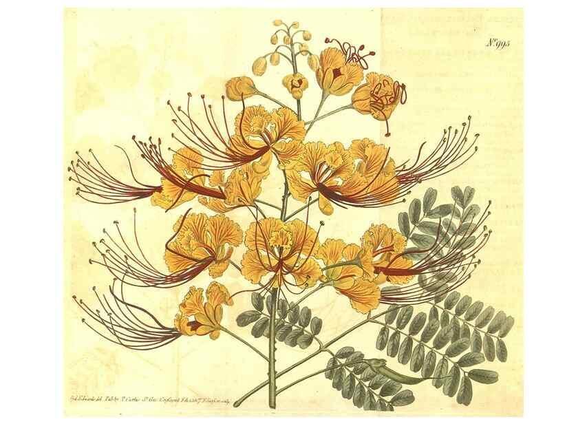 Reproducción/Reproduction 10596299733: Curtis's botanical magazine.. London ;New York [etc.] :Academic Press [etc.]