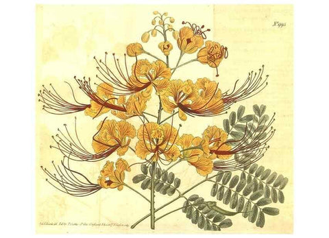 Reproducción/Reproduction 10596299733: Curtis's botanical magazine.. London ;New York [etc.] :Academic Press [etc.]