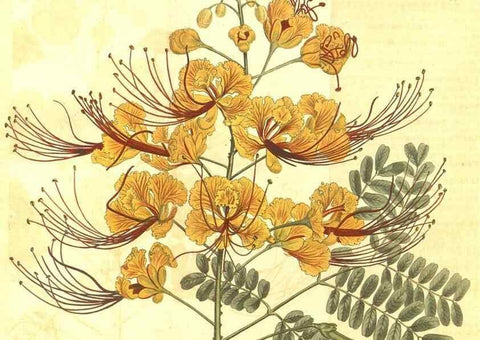Reproducción/Reproduction 10596299733: Curtis's botanical magazine.. London ;New York [etc.] :Academic Press [etc.]