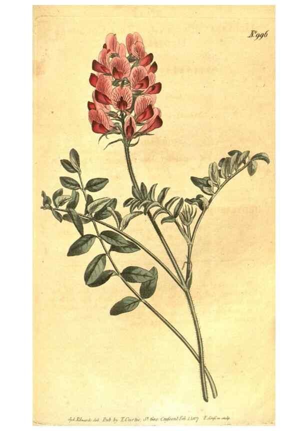 Reproducción/Reproduction 10596304453: Curtis's botanical magazine.. London ;New York [etc.] :Academic Press [etc.]