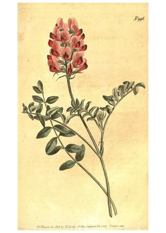 Reproducción/Reproduction 10596304453: Curtis's botanical magazine.. London ;New York [etc.] :Academic Press [etc.]