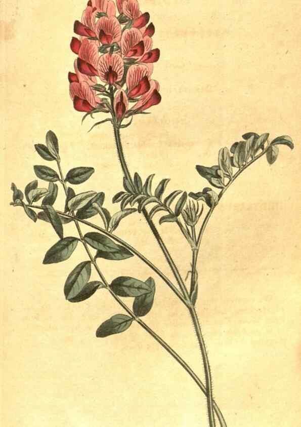 Reproducción/Reproduction 10596304453: Curtis's botanical magazine.. London ;New York [etc.] :Academic Press [etc.]