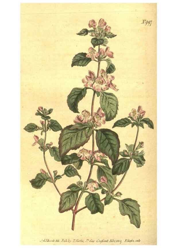 Reproducción/Reproduction 10596073774: Curtis's botanical magazine.. London ;New York [etc.] :Academic Press [etc.]