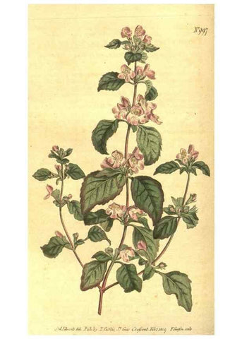 Reproducción/Reproduction 10596073774: Curtis's botanical magazine.. London ;New York [etc.] :Academic Press [etc.]