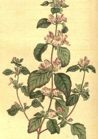 Reproducción/Reproduction 10596073774: Curtis's botanical magazine.. London ;New York [etc.] :Academic Press [etc.]