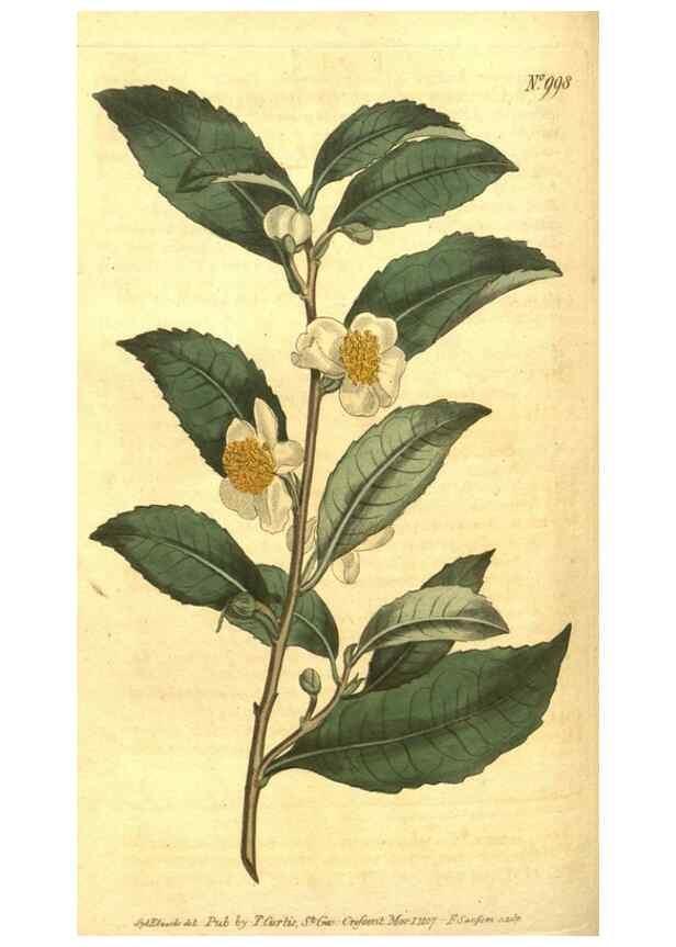 Reproducción/Reproduction 10596056025: Curtis's botanical magazine.. London ;New York [etc.] :Academic Press [etc.]