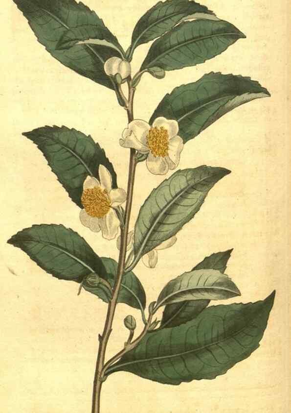 Reproducción/Reproduction 10596056025: Curtis's botanical magazine.. London ;New York [etc.] :Academic Press [etc.]