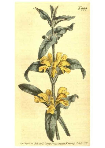 Reproducción/Reproduction 10596318333: Curtis's botanical magazine.. London ;New York [etc.] :Academic Press [etc.]