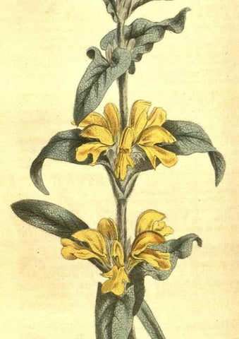 Reproducción/Reproduction 10596318333: Curtis's botanical magazine.. London ;New York [etc.] :Academic Press [etc.]