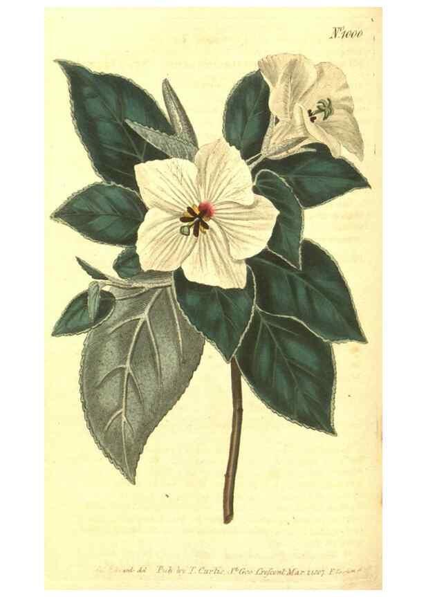 Reproducción/Reproduction 10596065205: Curtis's botanical magazine.. London ;New York [etc.] :Academic Press [etc.]