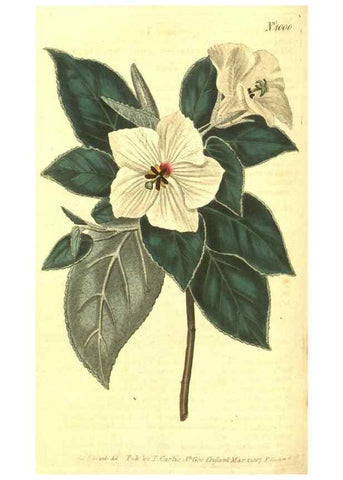 Reproducción/Reproduction 10596065205: Curtis's botanical magazine.. London ;New York [etc.] :Academic Press [etc.]