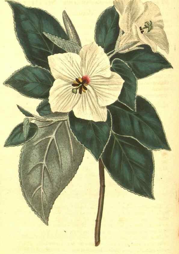 Reproducción/Reproduction 10596065205: Curtis's botanical magazine.. London ;New York [etc.] :Academic Press [etc.]