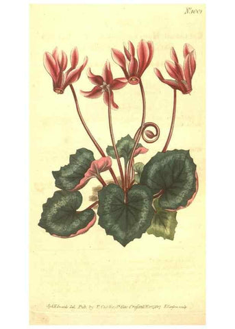 Reproducción/Reproduction 10596068805: Curtis's botanical magazine.. London ;New York [etc.] :Academic Press [etc.]