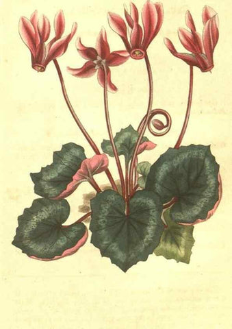 Reproducción/Reproduction 10596068805: Curtis's botanical magazine.. London ;New York [etc.] :Academic Press [etc.]