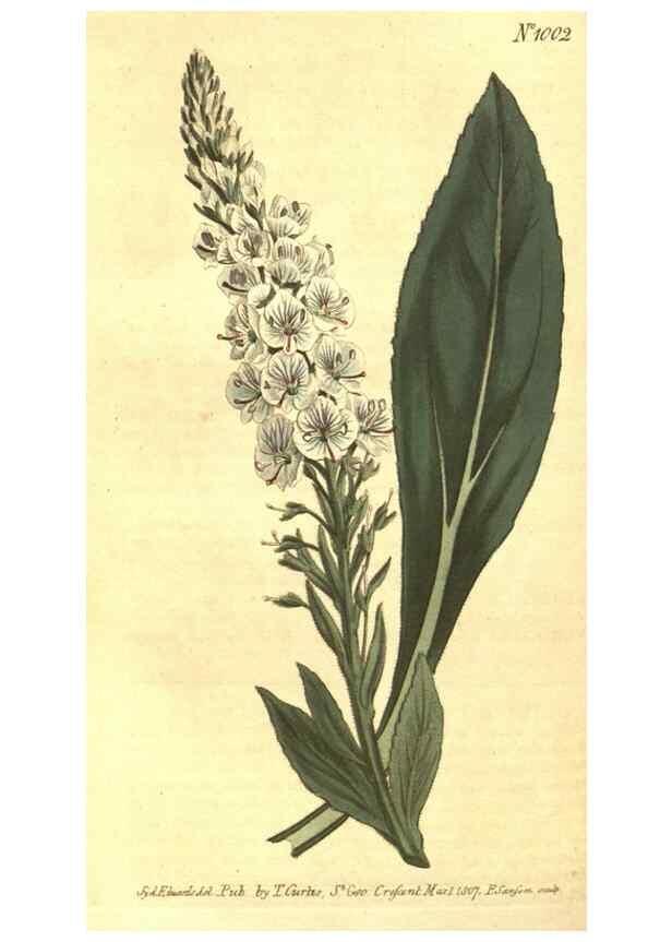 Reproducción/Reproduction 10596329993: Curtis's botanical magazine.. London ;New York [etc.] :Academic Press [etc.]