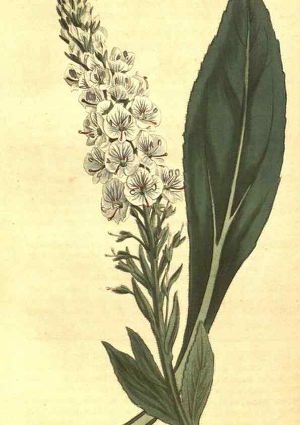 Reproducción/Reproduction 10596329993: Curtis's botanical magazine.. London ;New York [etc.] :Academic Press [etc.]
