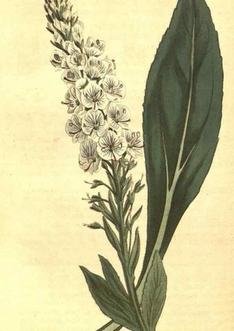 Reproducción/Reproduction 10596329993: Curtis's botanical magazine.. London ;New York [etc.] :Academic Press [etc.]