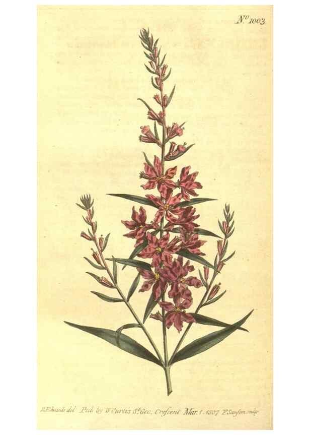 Reproducción/Reproduction 10596333433: Curtis's botanical magazine.. London ;New York [etc.] :Academic Press [etc.]