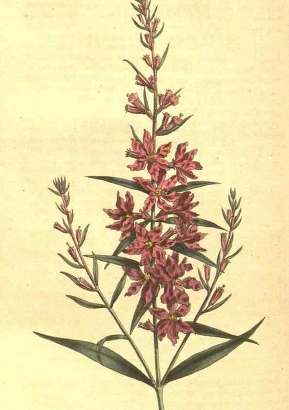 Reproducción/Reproduction 10596333433: Curtis's botanical magazine.. London ;New York [etc.] :Academic Press [etc.]