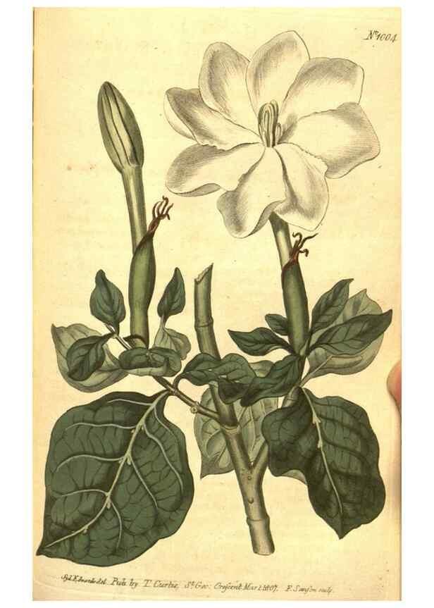 Reproducción/Reproduction 10596088306: Curtis's botanical magazine.. London ;New York [etc.] :Academic Press [etc.]
