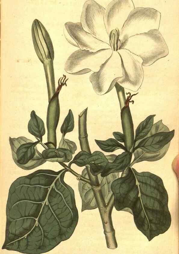 Reproducción/Reproduction 10596088306: Curtis's botanical magazine.. London ;New York [etc.] :Academic Press [etc.]