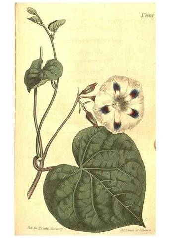 Reproducción/Reproduction 10596092996: Curtis's botanical magazine.. London ;New York [etc.] :Academic Press [etc.]