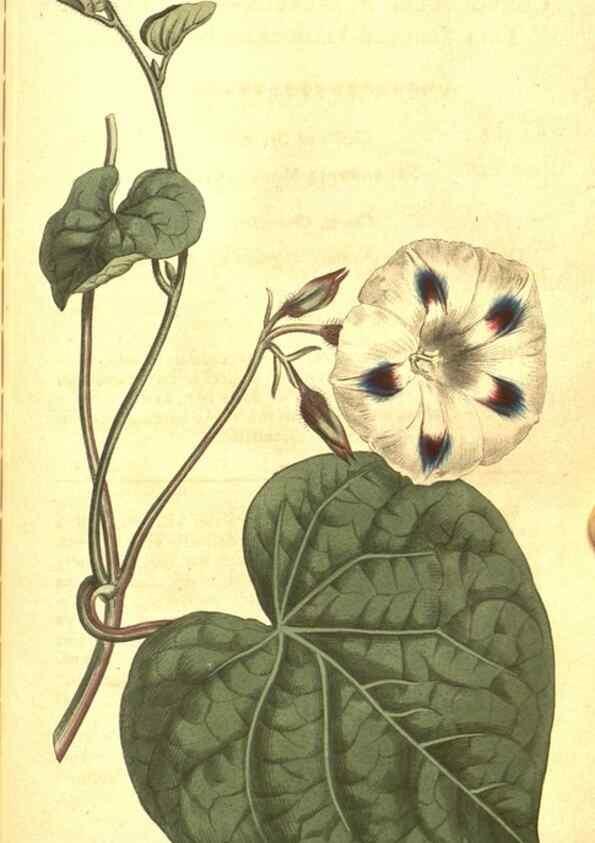 Reproducción/Reproduction 10596092996: Curtis's botanical magazine.. London ;New York [etc.] :Academic Press [etc.]