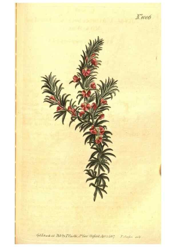 Reproducción/Reproduction 10596096996: Curtis's botanical magazine.. London ;New York [etc.] :Academic Press [etc.]