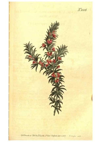 Reproducción/Reproduction 10596096996: Curtis's botanical magazine.. London ;New York [etc.] :Academic Press [etc.]
