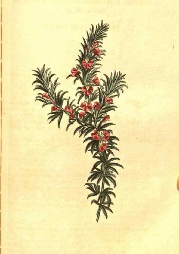 Reproducción/Reproduction 10596096996: Curtis's botanical magazine.. London ;New York [etc.] :Academic Press [etc.]