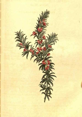 Reproducción/Reproduction 10596096996: Curtis's botanical magazine.. London ;New York [etc.] :Academic Press [etc.]