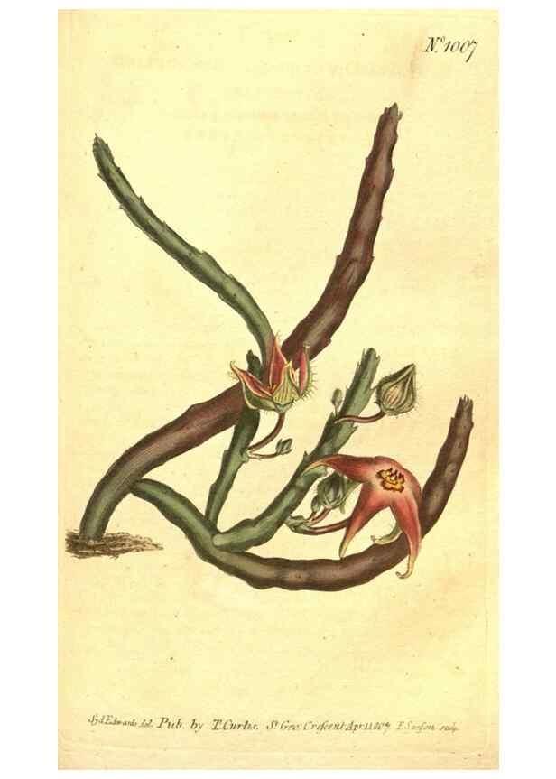 Reproducción/Reproduction 10596349693: Curtis's botanical magazine.. London ;New York [etc.] :Academic Press [etc.]