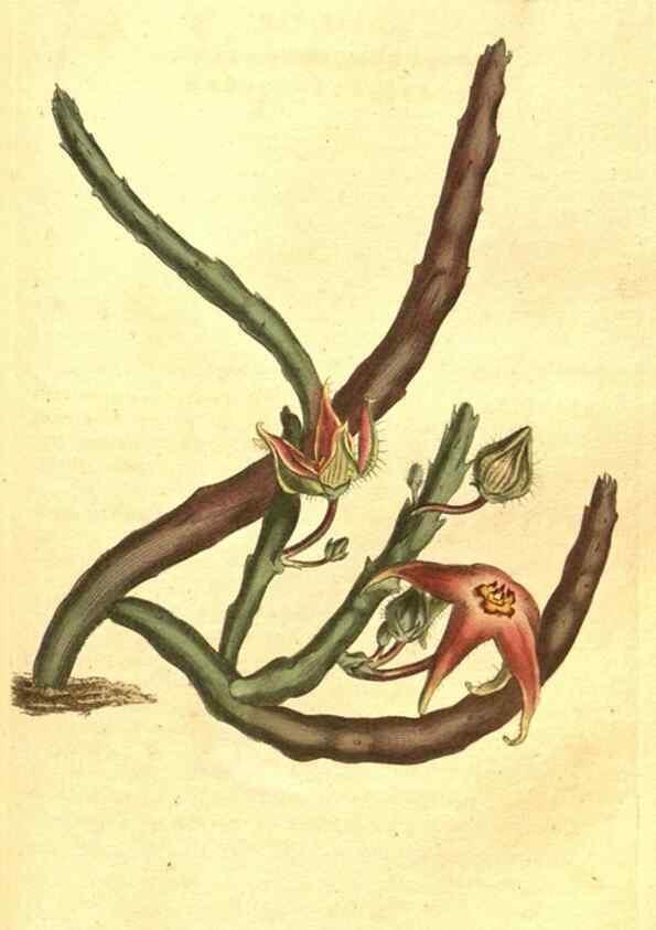 Reproducción/Reproduction 10596349693: Curtis's botanical magazine.. London ;New York [etc.] :Academic Press [etc.]